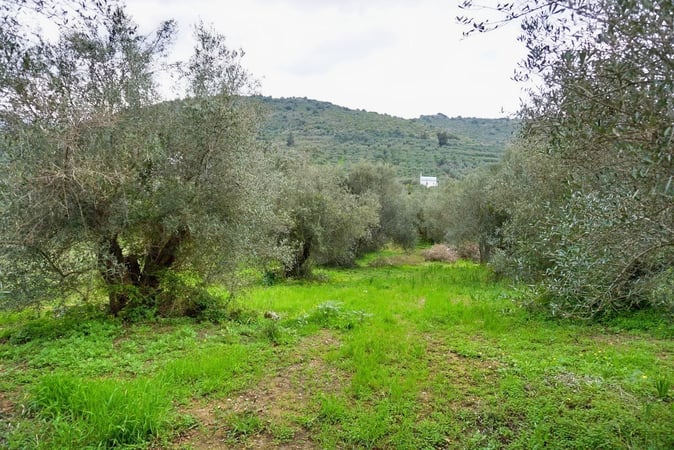 Land in Kalamitsi Alexandrou - view 1