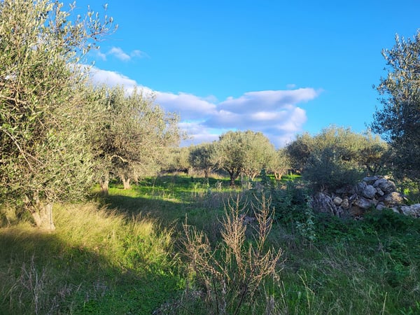 Land in Xirosternion - view 1