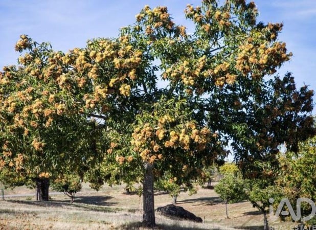 Land in Sao Paio de Gramacos - view 1