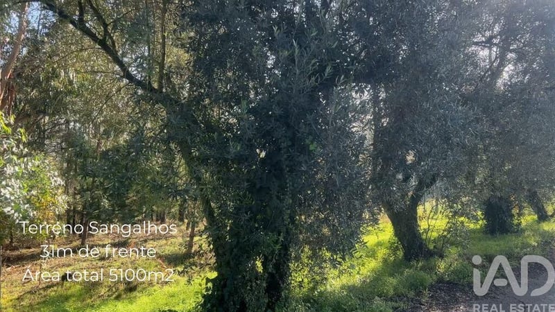 Land in Sangalhos - view 1