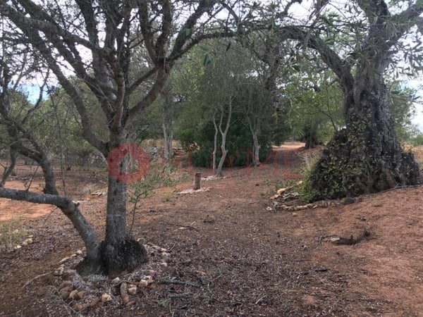 House in Pata de Cima - view 1