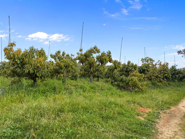 Villa in Sotogrande - view 1