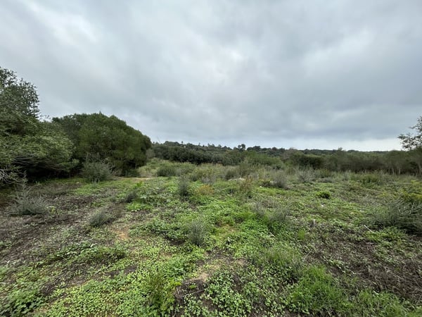 Land in Sotogrande - view 1