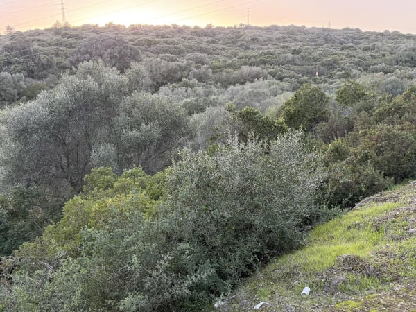 Land in Guadiaro - view 1