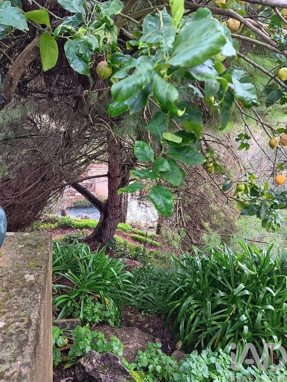 House in Aljubarrota - Image 2