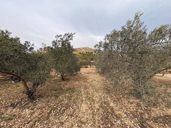 Land in Onil - view 1