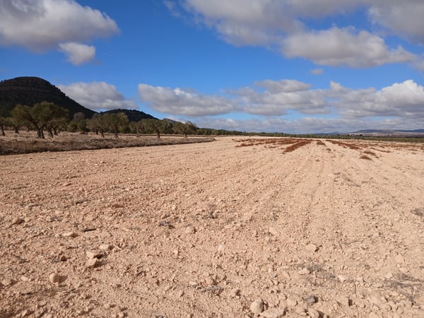 Land in Arabi - view 1