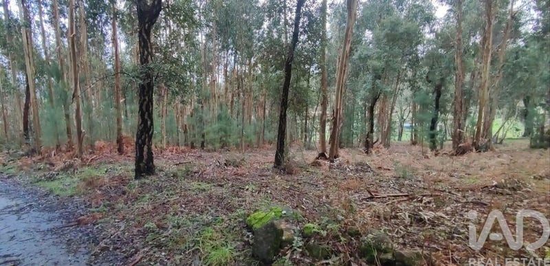 Land in Bela - view 1