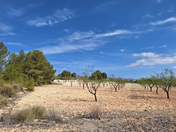 Land in La Zarza - view 1