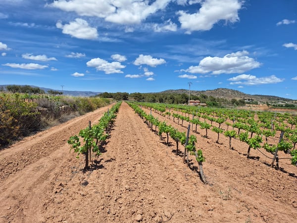 Land in Pinoso - view 1