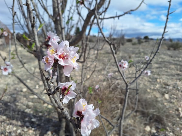 Land in Camara - view 1