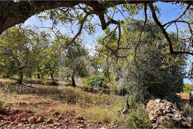 Land in Alte - view 1