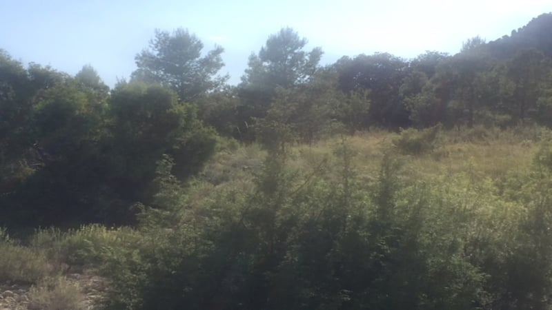 Land in Ayora - view 1