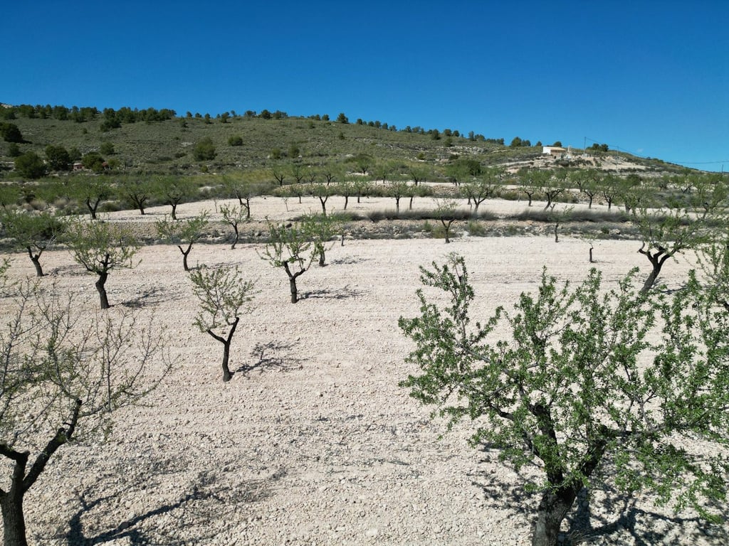 Land in Pinoso - Image 3
