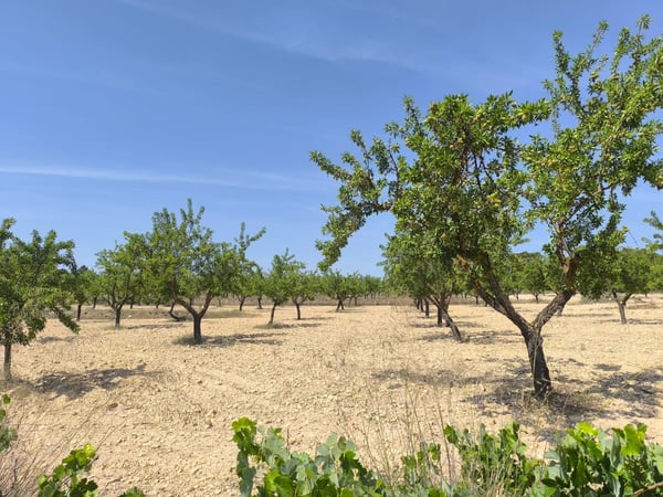 Land in Monovar - view 1