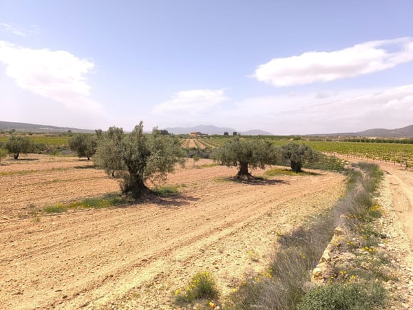 Land in Culebron - view 1