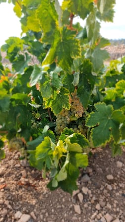 Land in El Canton - view 1