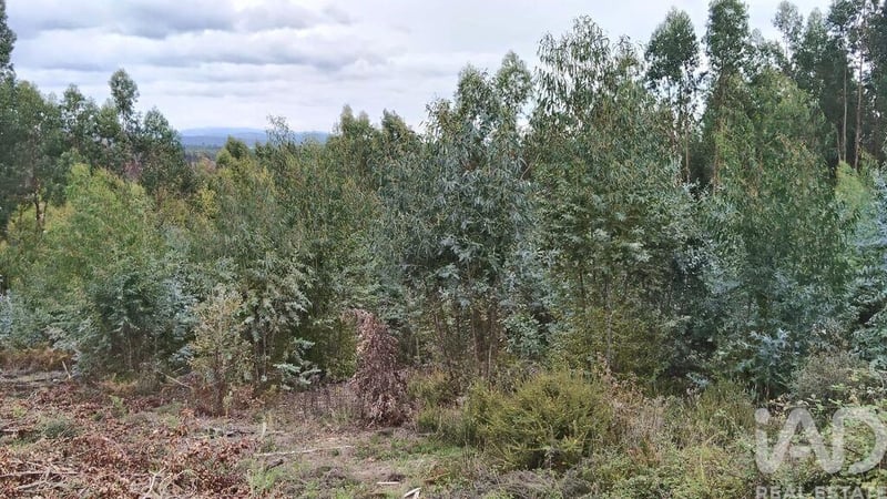 Land in Graca - view 1