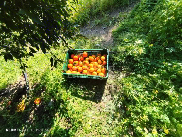 Land in Dierona - view 1