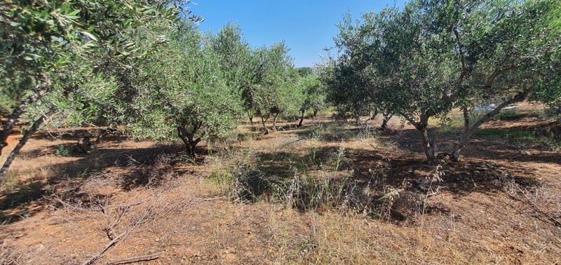 Land in Neo Chorio - view 1