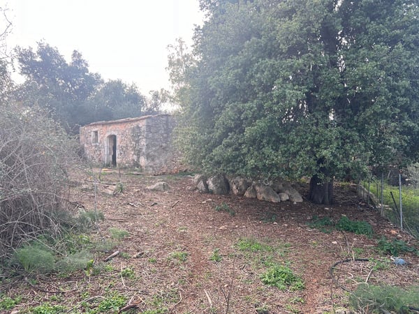 Land in Litsardha - view 1