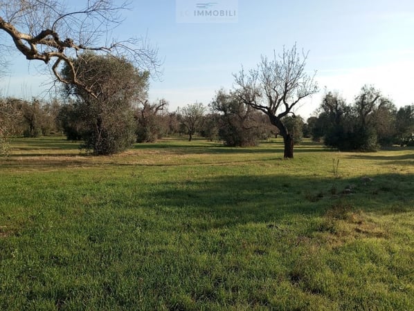 Land in San Vito dei Normanni - view 1