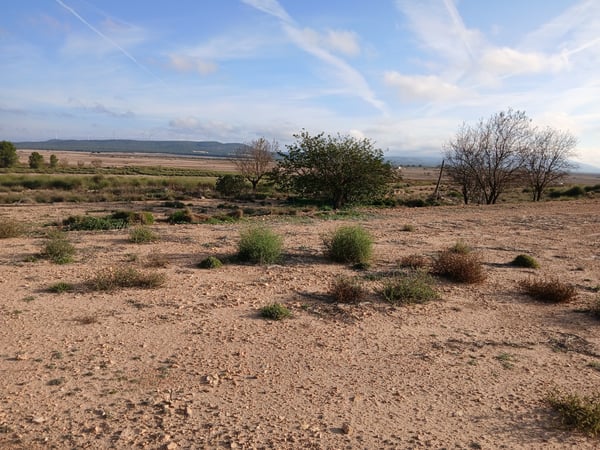 Land in Arabi - view 1