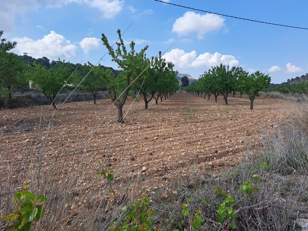 Land in Pinoso - view 1