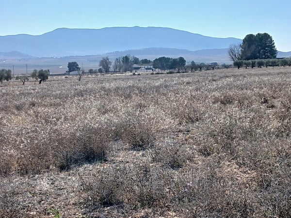 Land in Yecla - view 1