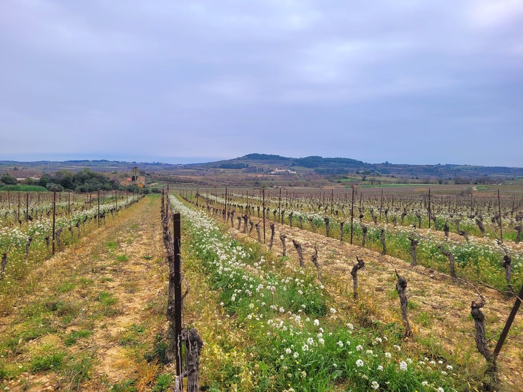 House in Magalas - Image 2