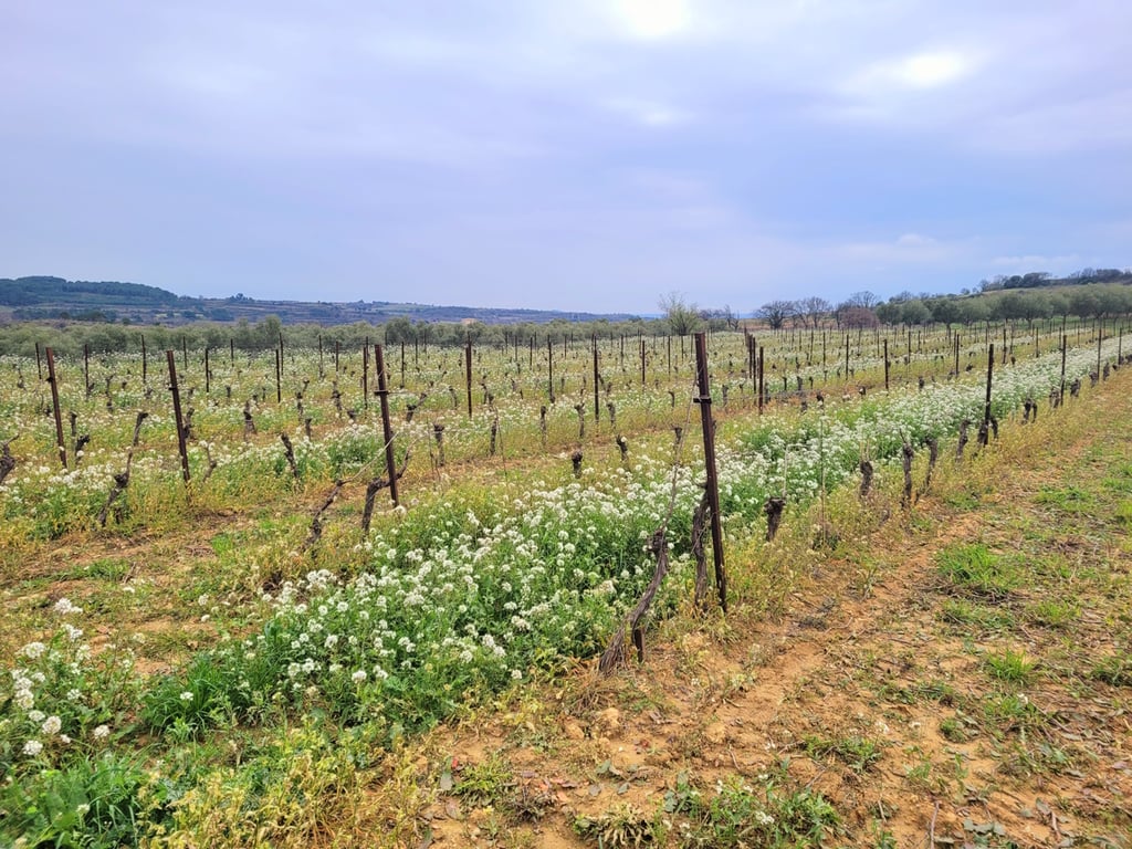 House in Magalas - Image 3