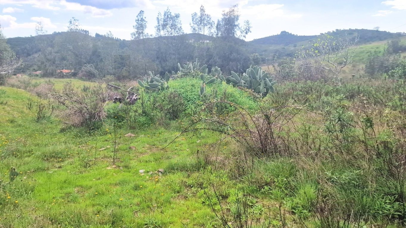 Land in Silves - Image 3