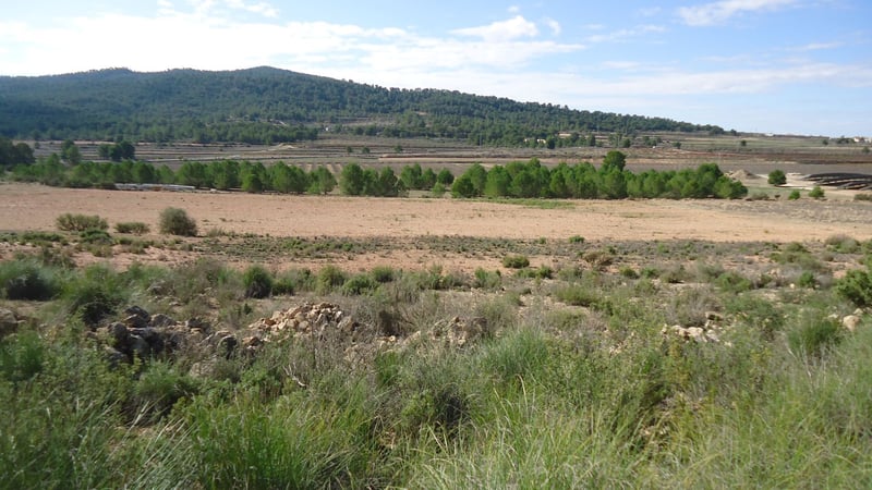 Land in Monovar - view 1