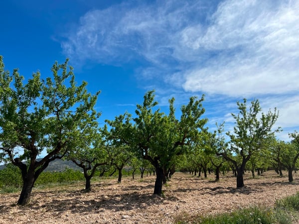 Villa in Hondon de los Frailes - view 1