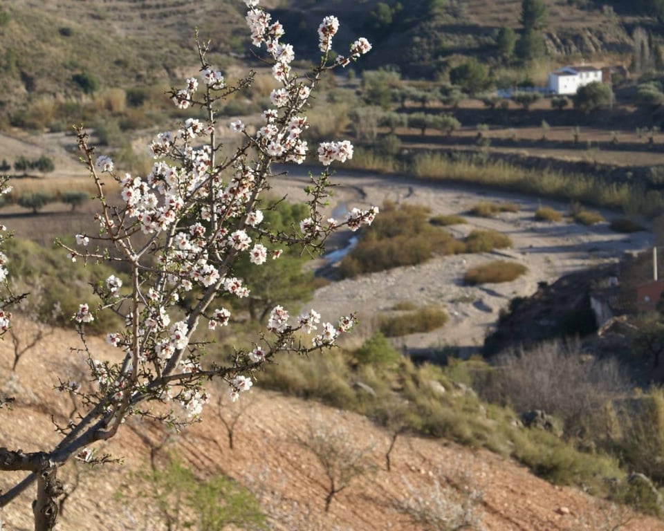 Land in Henares - Image 3