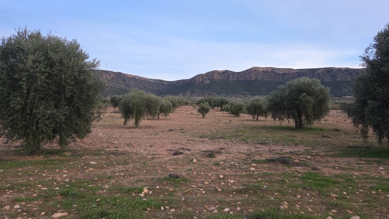 Land in Jumilla - view 1