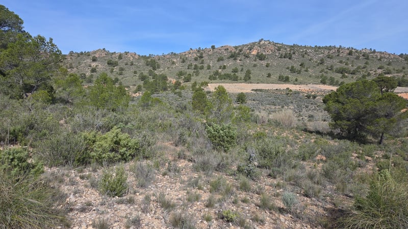 Land in Yecla - view 1