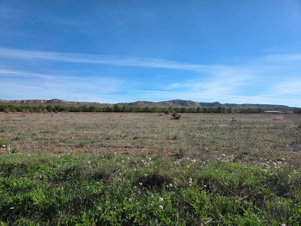 Land in Yecla - view 1