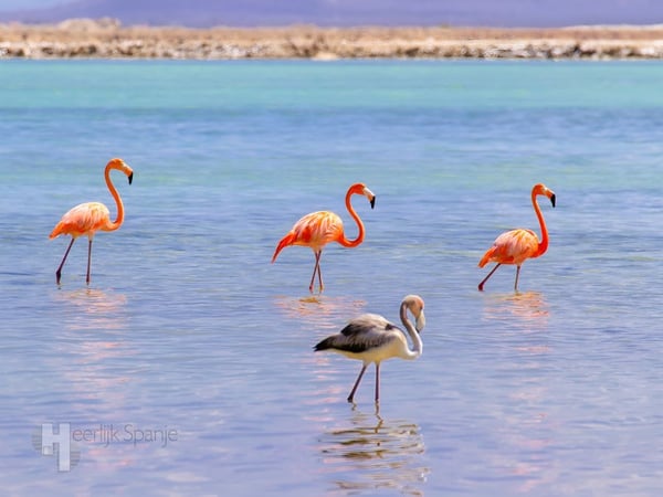 Apartment in San Pedro del Pinatar - view 1