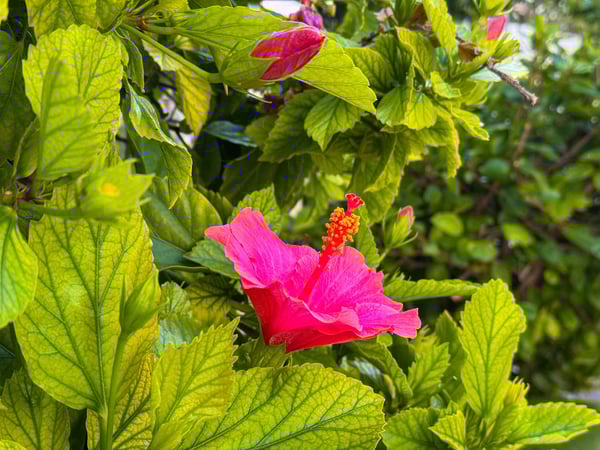 Apartment in Torrevieja - view 1