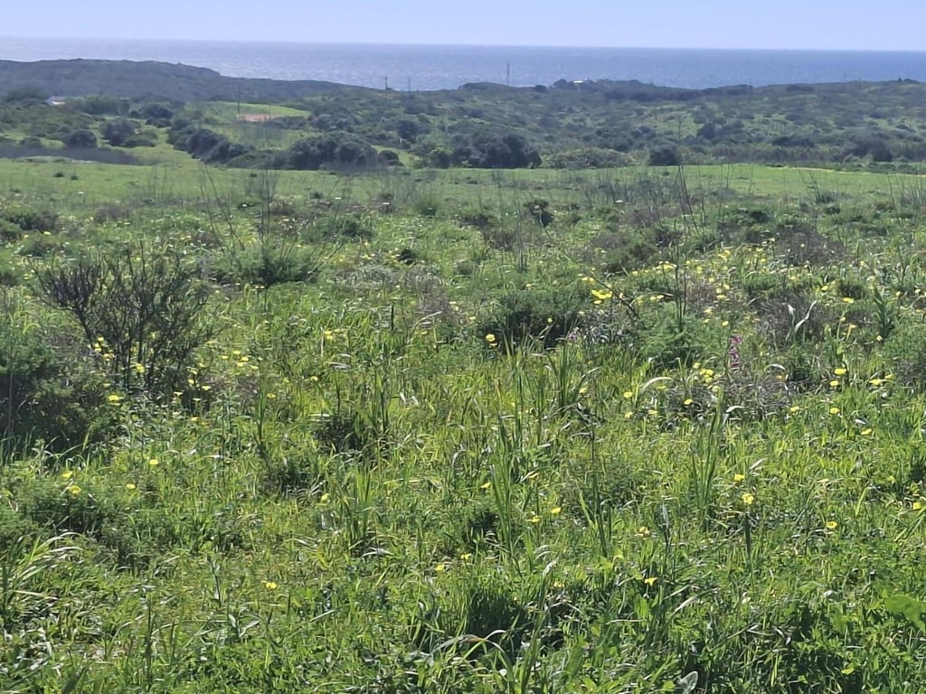 Land in Raposeira - Image 3