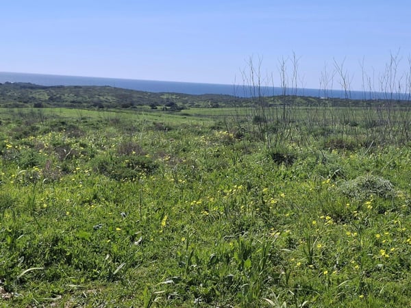 Land in Raposeira - view 1