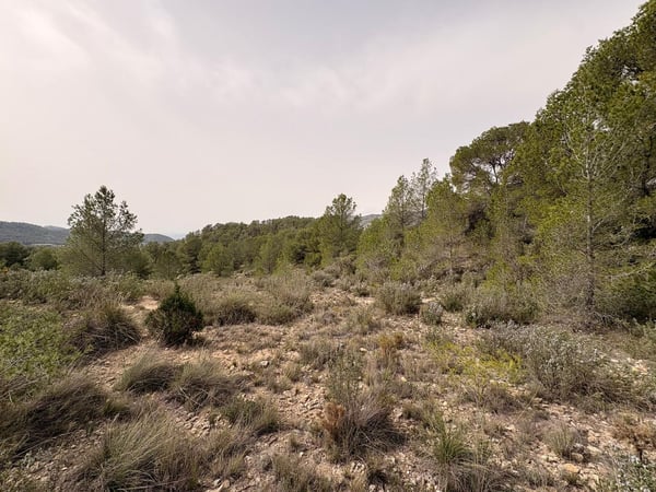 Land in Petrel - view 1