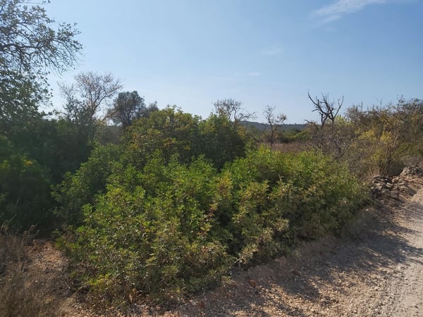 Land in Vargem da Mao - view 1