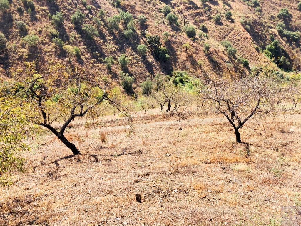 Land in Sedella - Image 2