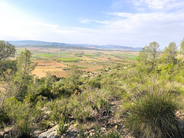 Land in Yecla - view 1