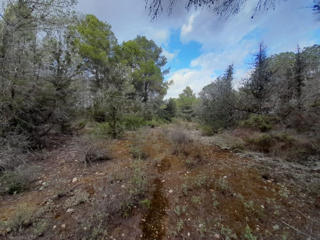 House in Santa Agnes de Corona - Image 3