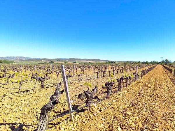 Land in Yecla - view 1