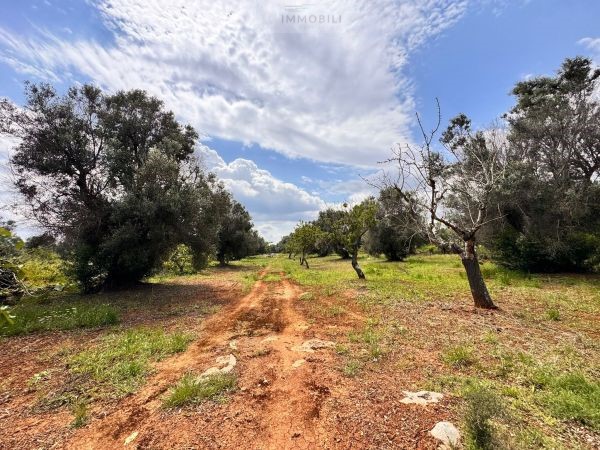 Land in Carovigno - view 1
