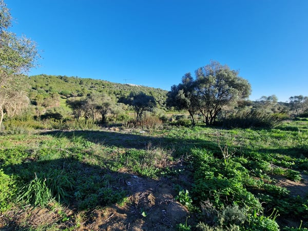 House in Sotogrande - view 1